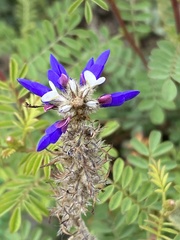 Dalea coerulea