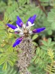 Dalea coerulea