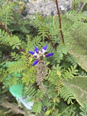 Dalea coerulea