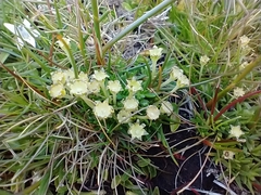 Colobanthus quitensis