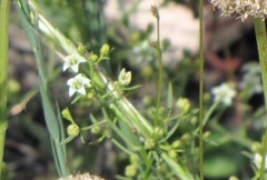 Thesium divaricatum