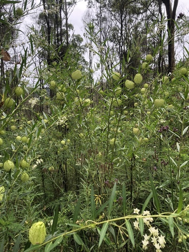 Gomphocarpus fruticosus × physocarpus