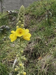 Verbascum phlomoides
