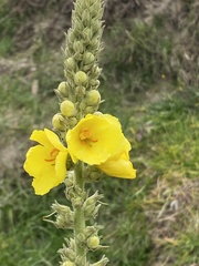Verbascum phlomoides