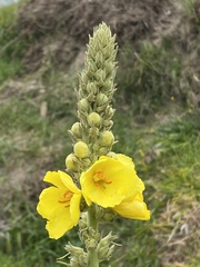 Verbascum phlomoides