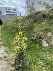 Verbascum phlomoides