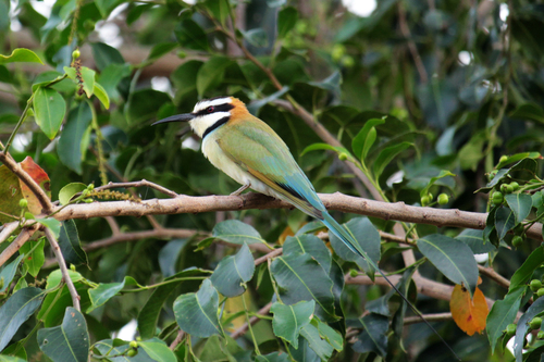 White-throated Bee-eater