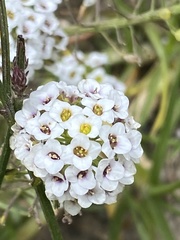 Lobularia maritima