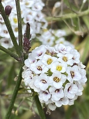 Lobularia maritima