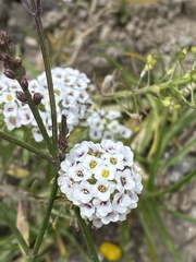 Lobularia maritima