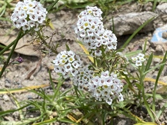 Lobularia maritima