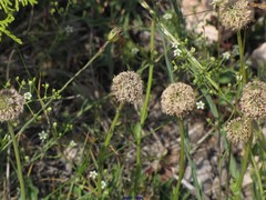 Thesium divaricatum