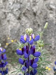 Lupinus