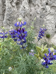 Lupinus