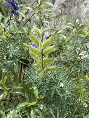 Lupinus