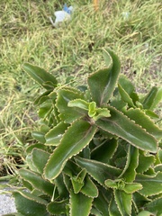 Kalanchoe