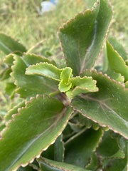 Kalanchoe