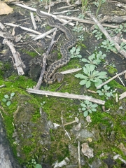 Thamnophis sirtalis semifasciatus