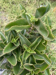 Kalanchoe