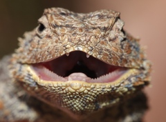 Southern African Rock Agama photo 5