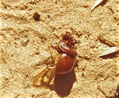 Blackburnium darwinense