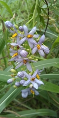 Solanum angustifidum