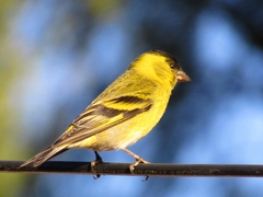Black-Chinned Siskin photo 2