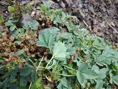 Sibbaldia parviflora