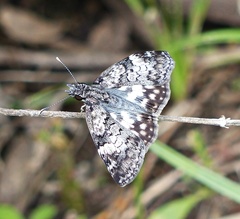 Chiomara asychis autander