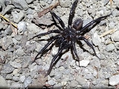 Antrodiaetus unicolor