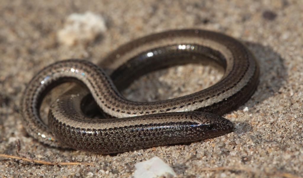 Algoa Dwarf Burrowing Skink