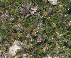 Thymus bracteatus