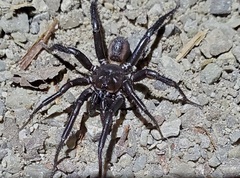 Antrodiaetus unicolor