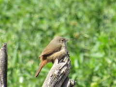 Troglodytes aedon chilensis