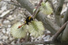 Bombus haematurus