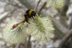 Bombus haematurus