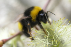 Bombus haematurus