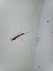 Odontomachus chelifer