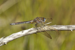 Orthetrum rubens
