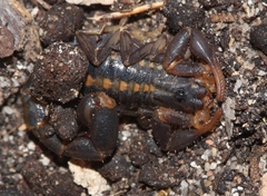 Uroplectes formosus