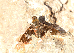 Exoprosopa dorcadion