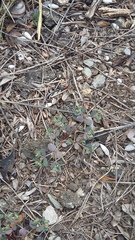 Euphorbia chamaesyce
