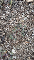 Euphorbia chamaesyce