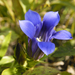 Gentian Family - Photo (c) Frank Mayfield, some rights reserved (CC BY-SA)