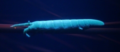 Pentidotea kirchanskii