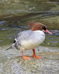Mergus merganser