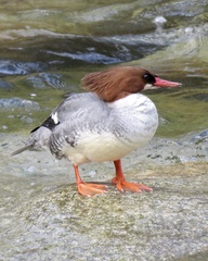 Mergus merganser