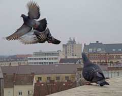 Columba livia domestica