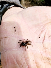 Antrodiaetus unicolor