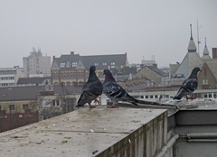 Columba livia domestica